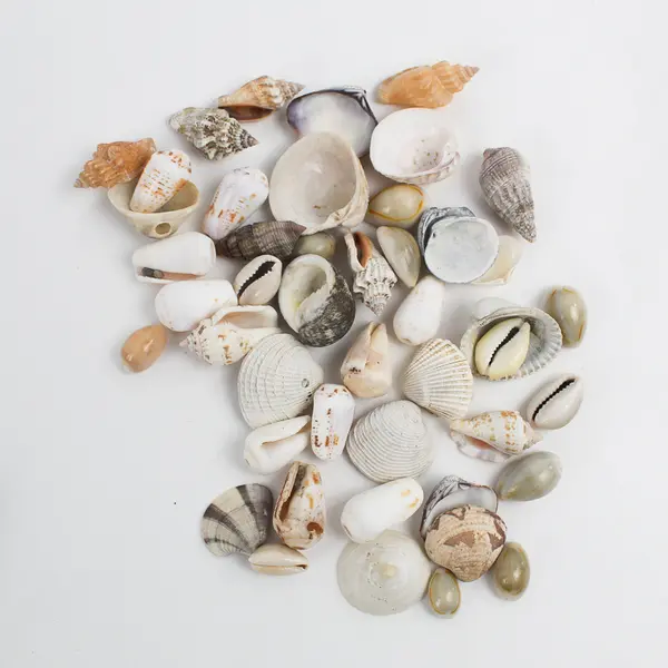 1 Lb Lot Small to Medium Seashells Crafting Collecting