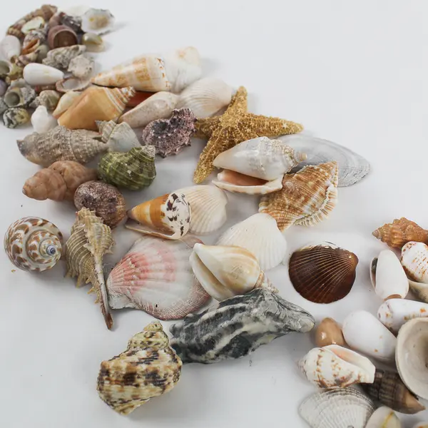 1 Lb Lot Small to Medium Seashells Crafting Collecting