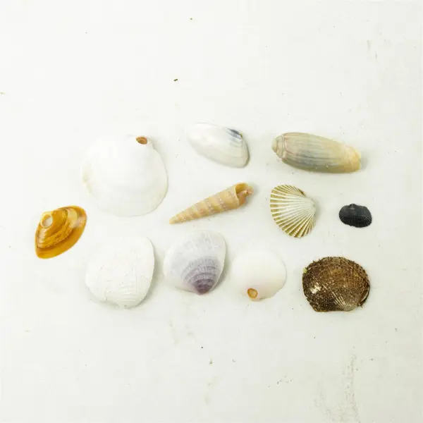 Lot of Seashells - Mixed Shells for Crafts Display Collection