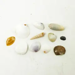 Lot of Seashells - Mixed Shells for Crafts Display Collection