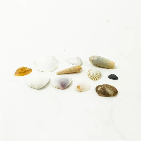 Lot of Seashells - Mixed Shells for Crafts Display Collection