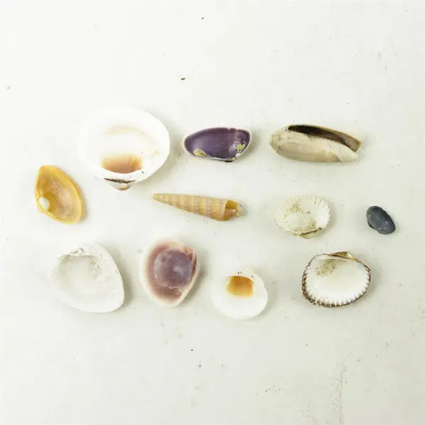 Lot of Seashells - Mixed Shells for Crafts Display Collection