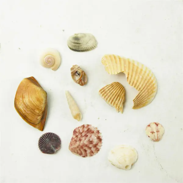 Lot of Seashells - Mixed Shells for Crafts Display Collection