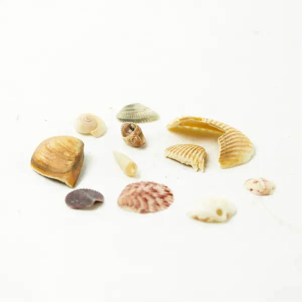 Lot of Seashells - Mixed Shells for Crafts Display Collection