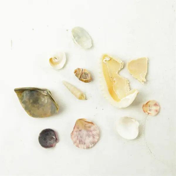 Lot of Seashells - Mixed Shells for Crafts Display Collection