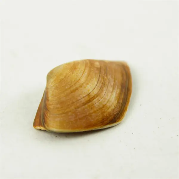 Lot of Seashells - Mixed Shells for Crafts Display Collection