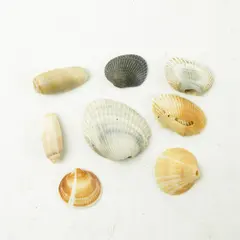 Lot of 8 Seashells - Mixed Shells for Crafts Display Collection