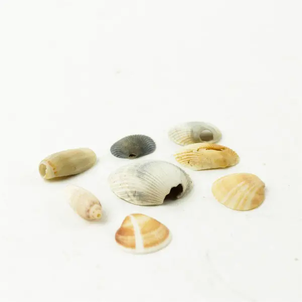 Lot of 8 Seashells - Mixed Shells for Crafts Display Collection