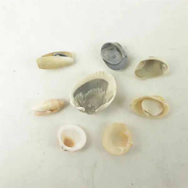 Lot of 8 Seashells - Mixed Shells for Crafts Display Collection