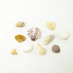 Lot of 10 Seashells - Mixed Shells for Crafts Display Collection