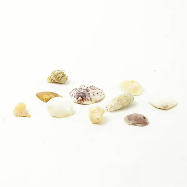 Lot of 10 Seashells - Mixed Shells for Crafts Display Collection