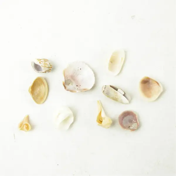 Lot of 10 Seashells - Mixed Shells for Crafts Display Collection