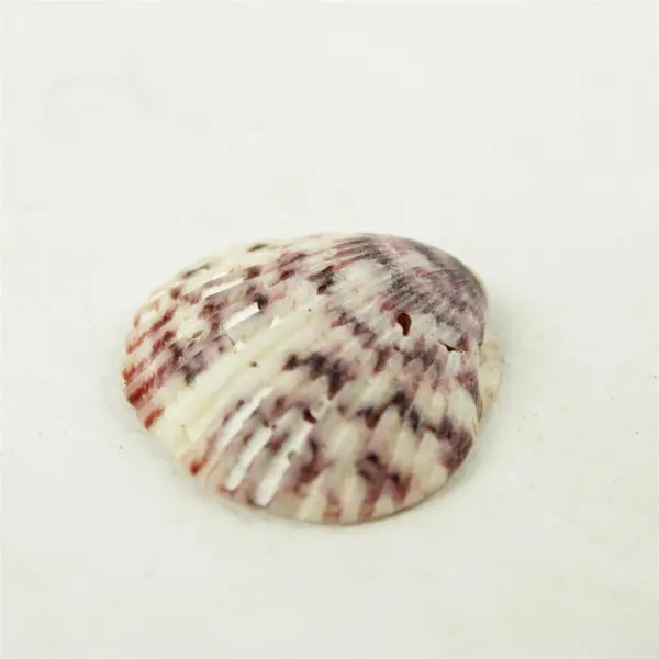 Lot of 10 Seashells - Mixed Shells for Crafts Display Collection