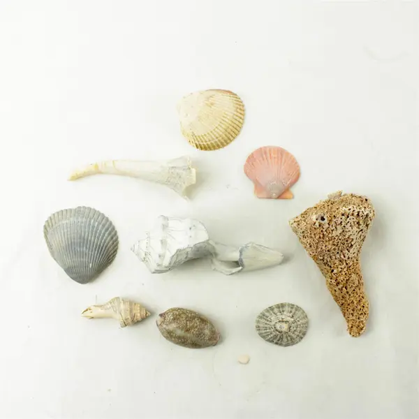 Lot of 10 Seashells - Mixed Shells for Crafts Display Collection