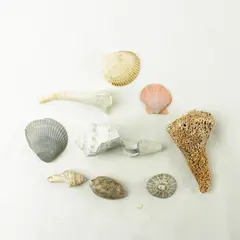 Lot of 10 Seashells - Mixed Shells for Crafts Display Collection