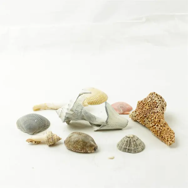Lot of 10 Seashells - Mixed Shells for Crafts Display Collection