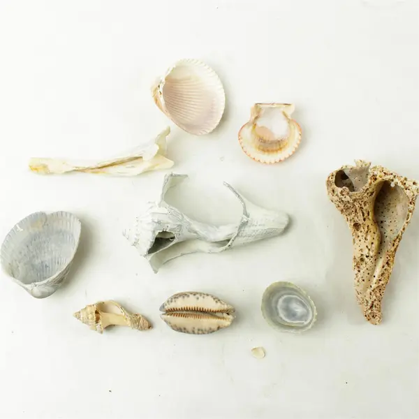 Lot of 10 Seashells - Mixed Shells for Crafts Display Collection