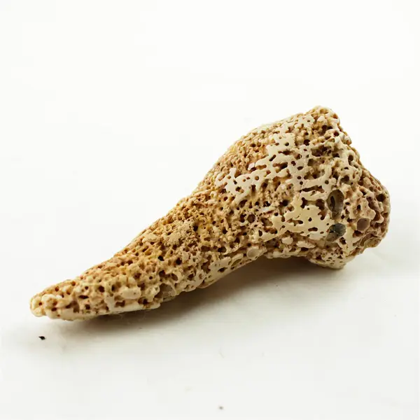 Lot of 10 Seashells - Mixed Shells for Crafts Display Collection