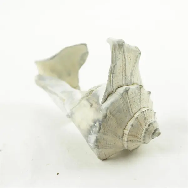 Lot of 10 Seashells - Mixed Shells for Crafts Display Collection