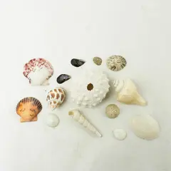 Lot of 14 Seashells - Mixed Shells for Crafts Display Collection