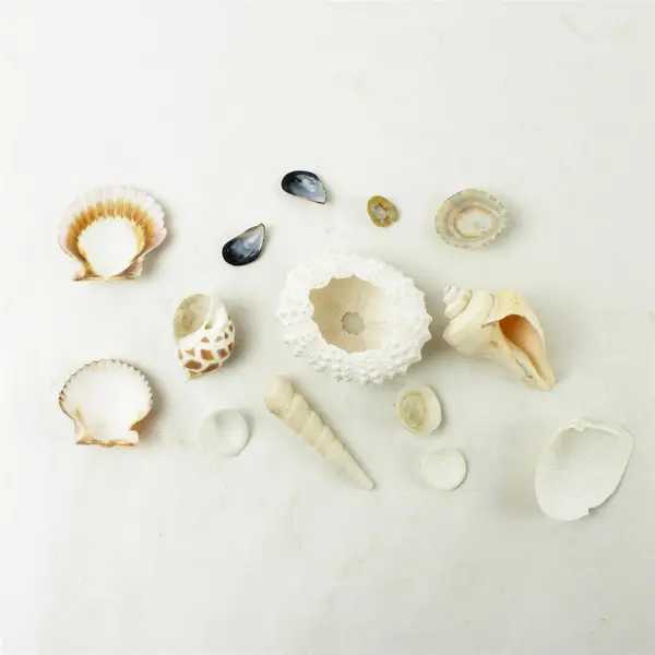 Lot of 14 Seashells - Mixed Shells for Crafts Display Collection