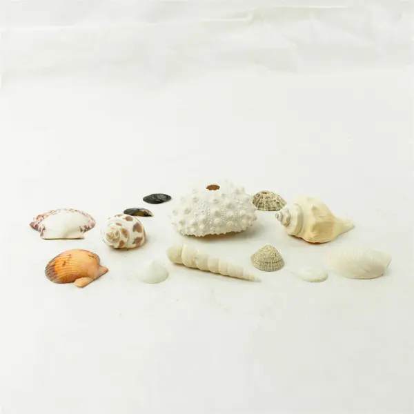 Lot of 14 Seashells - Mixed Shells for Crafts Display Collection