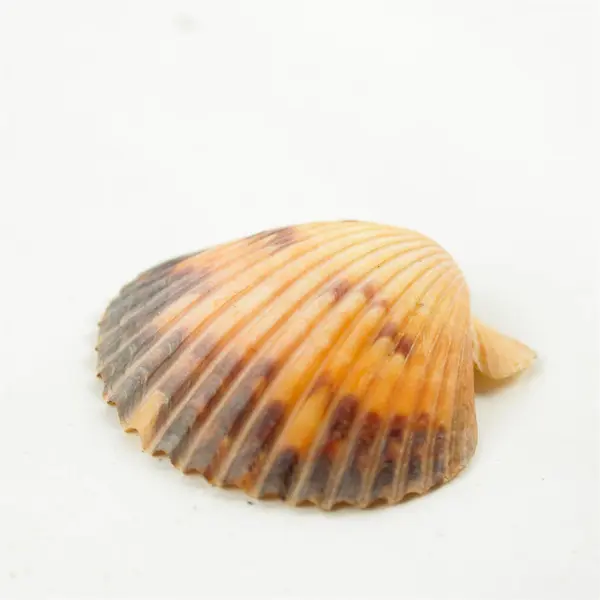 Lot of 14 Seashells - Mixed Shells for Crafts Display Collection