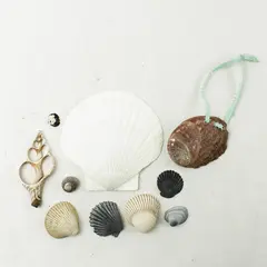 Lot of 10 Seashells- Mixed Shells for Crafts Display Collection