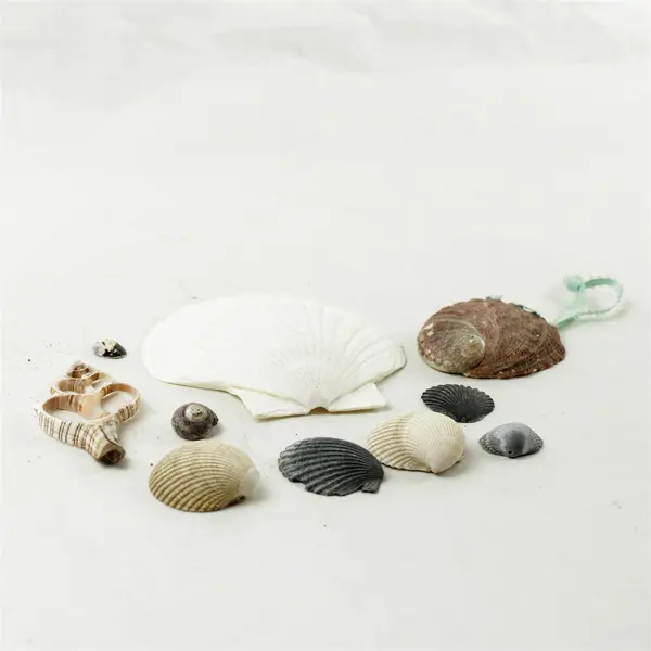 Lot of 10 Seashells- Mixed Shells for Crafts Display Collection