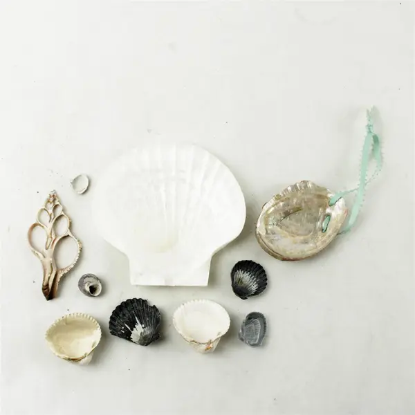 Lot of 10 Seashells- Mixed Shells for Crafts Display Collection