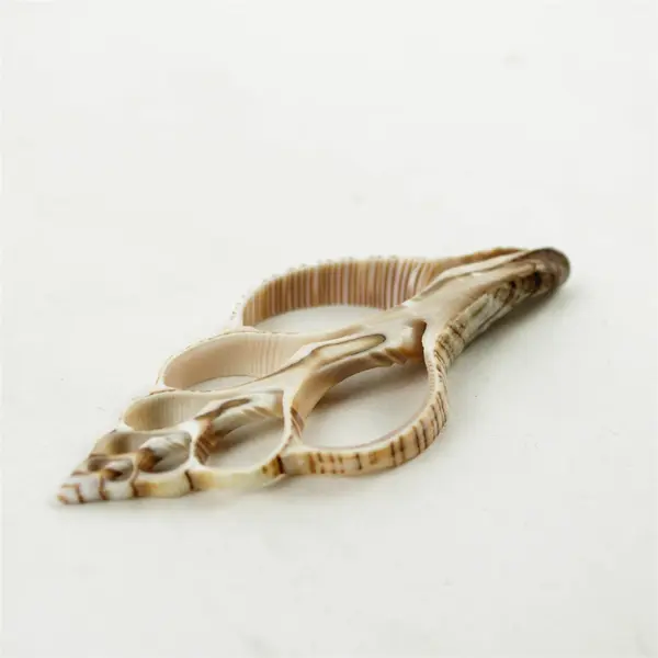 Lot of 10 Seashells- Mixed Shells for Crafts Display Collection