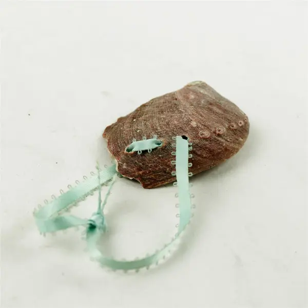 Lot of 10 Seashells- Mixed Shells for Crafts Display Collection