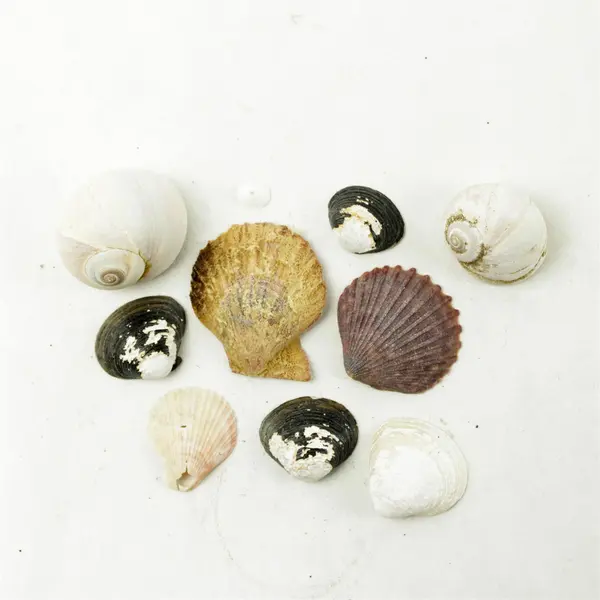 Lot of 10 Seashells- Mixed Shells for Crafts Display Collection