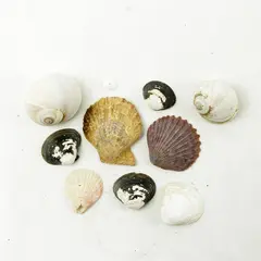 Lot of 10 Seashells- Mixed Shells for Crafts Display Collection