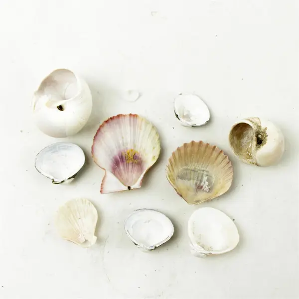 Lot of 10 Seashells- Mixed Shells for Crafts Display Collection