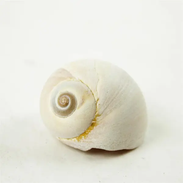 Lot of 10 Seashells- Mixed Shells for Crafts Display Collection