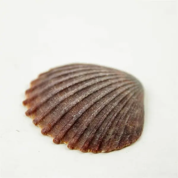 Lot of 10 Seashells- Mixed Shells for Crafts Display Collection