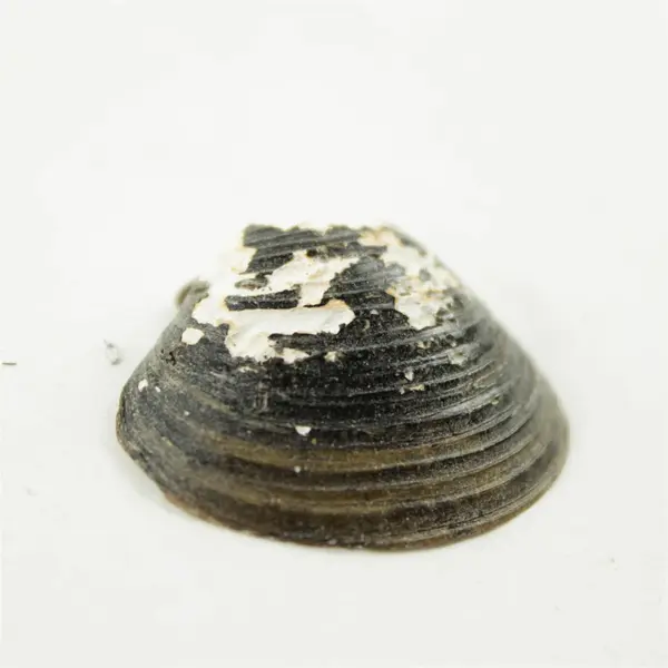 Lot of 10 Seashells- Mixed Shells for Crafts Display Collection