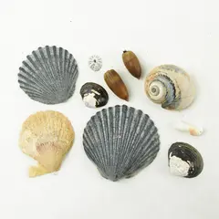 Lot of 10 Seashells- Mixed Shells for Crafts Display Collection