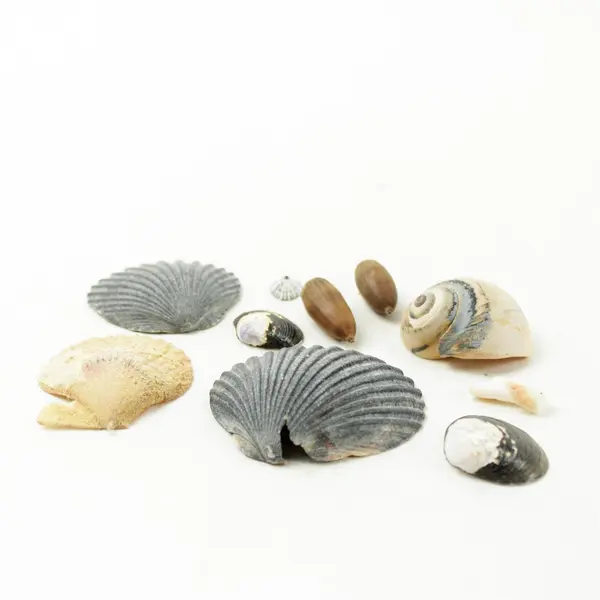 Lot of 10 Seashells- Mixed Shells for Crafts Display Collection