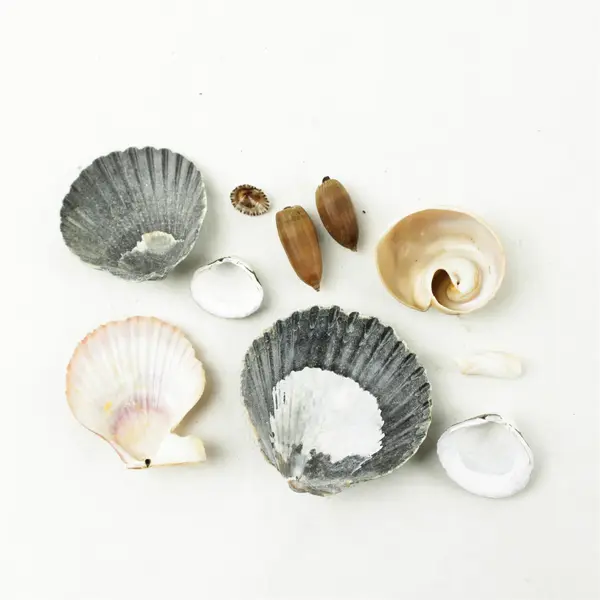 Lot of 10 Seashells- Mixed Shells for Crafts Display Collection