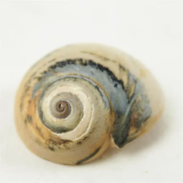 Lot of 10 Seashells- Mixed Shells for Crafts Display Collection