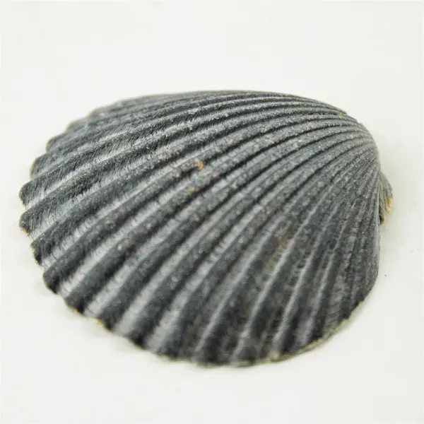 Lot of 10 Seashells- Mixed Shells for Crafts Display Collection