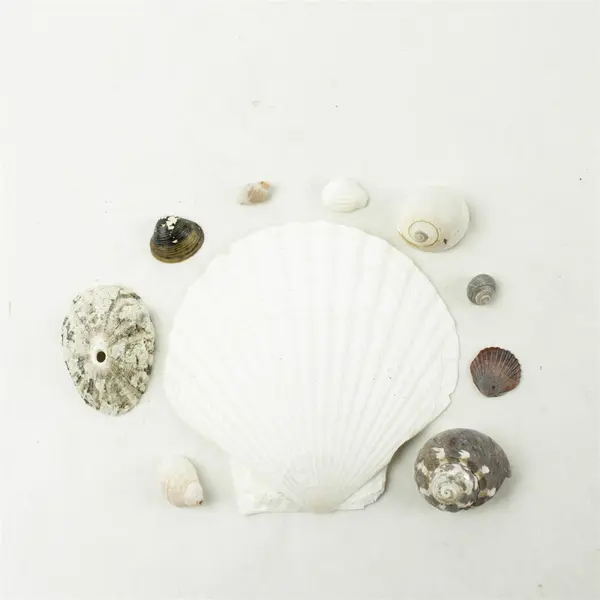 Lot of 10 Seashells- Mixed Shells for Crafts Display Collection