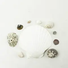 Lot of 10 Seashells- Mixed Shells for Crafts Display Collection