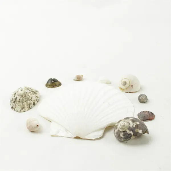 Lot of 10 Seashells- Mixed Shells for Crafts Display Collection