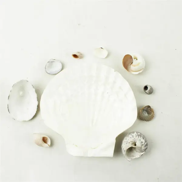 Lot of 10 Seashells- Mixed Shells for Crafts Display Collection
