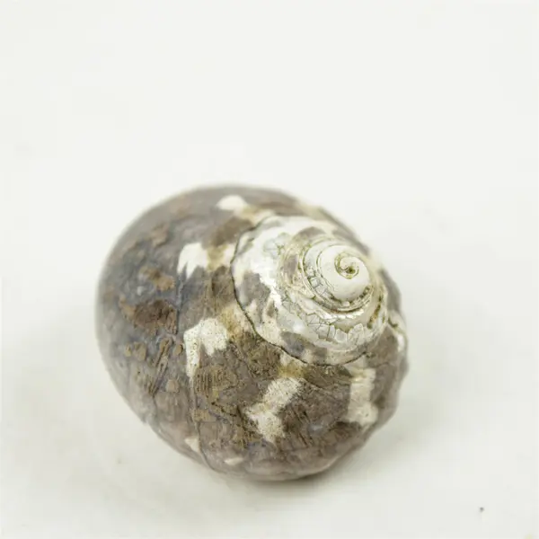 Lot of 10 Seashells- Mixed Shells for Crafts Display Collection