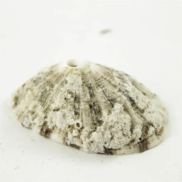 Lot of 10 Seashells- Mixed Shells for Crafts Display Collection