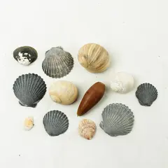 Lot of 12 Seashells- Mixed Shells for Crafts Display Collection
